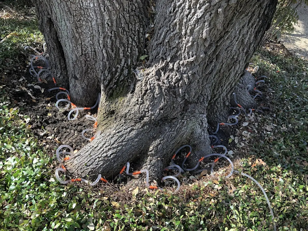 Detailed Tree Cabling and Bracing job site in Lanse