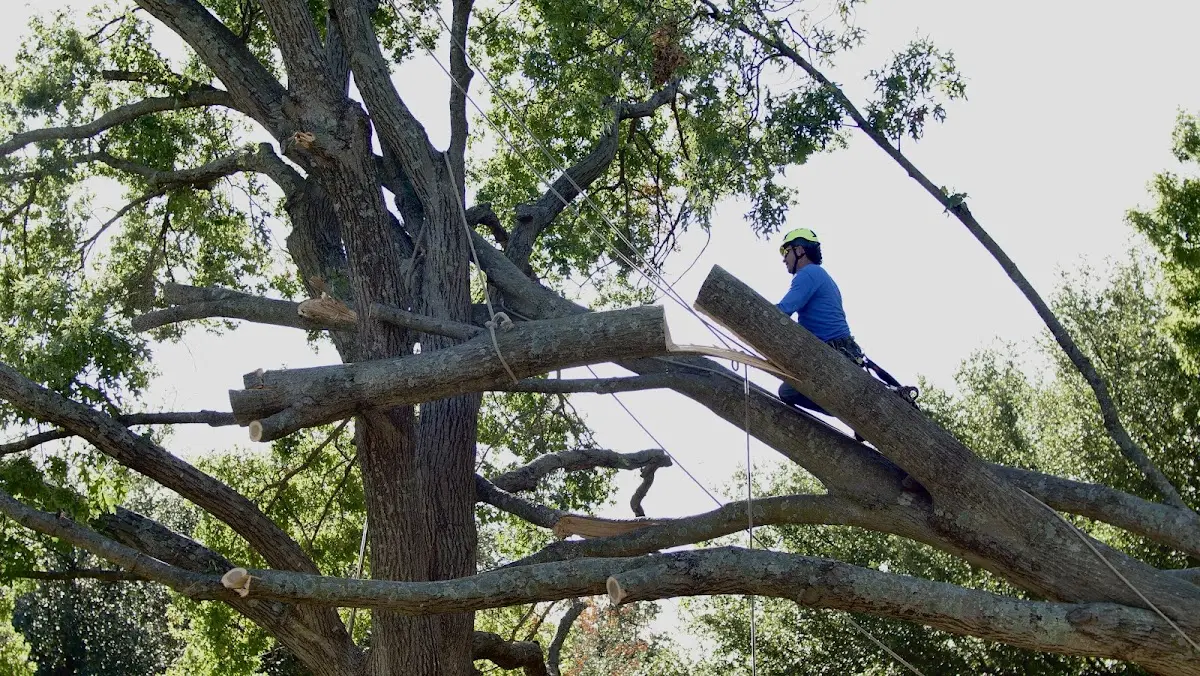 Professional Hazardous Tree Removal performed by certified arborists in Lanse