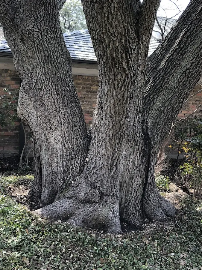Mature heritage tree close to a Lanse property cared for by certified arborists